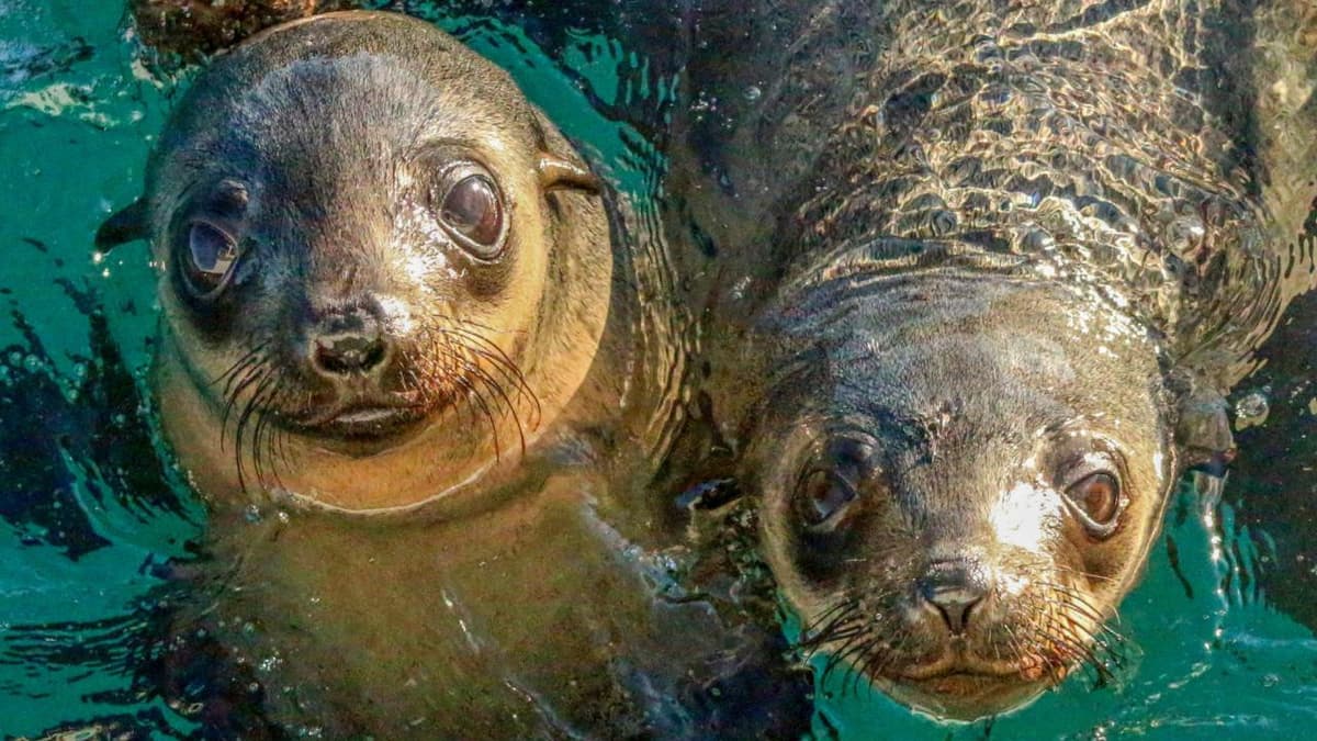 Phillip Island Seal Watching Cruise