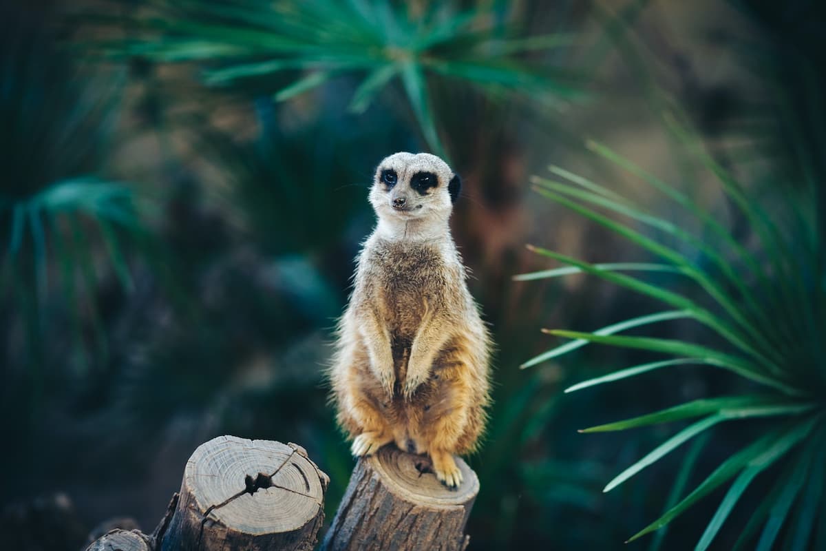Barcelona Zoo