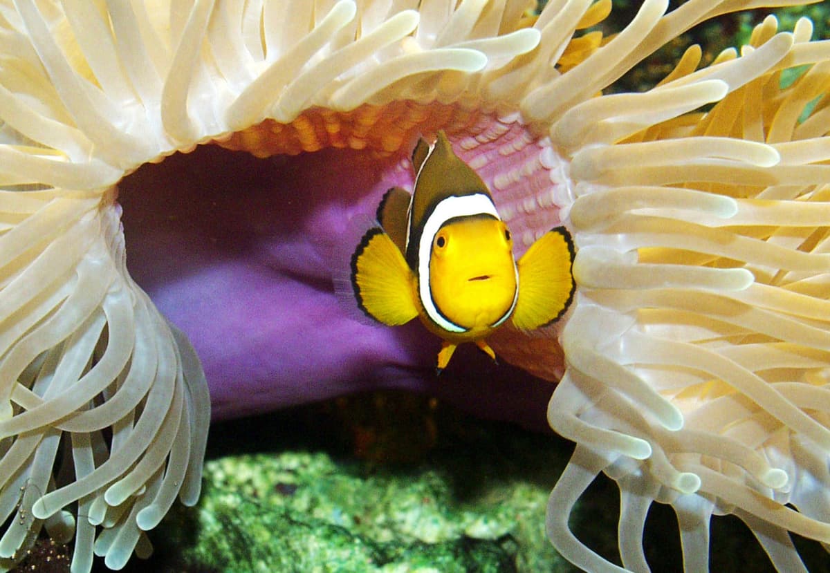 SEA LIFE Timmendorfer Strand Aquarium Ticket