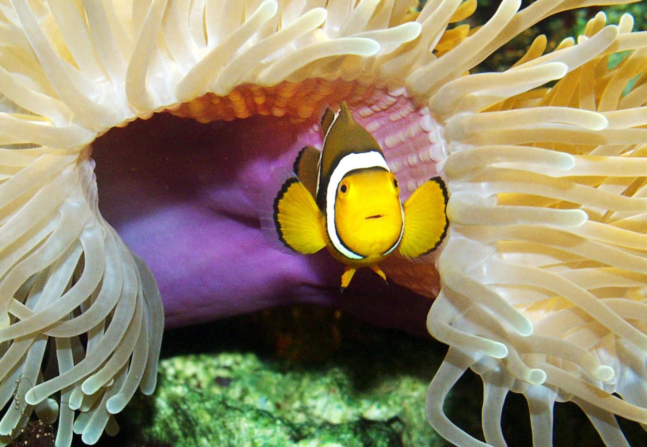 SEA LIFE Timmendorfer Strand Aquarium Ticket