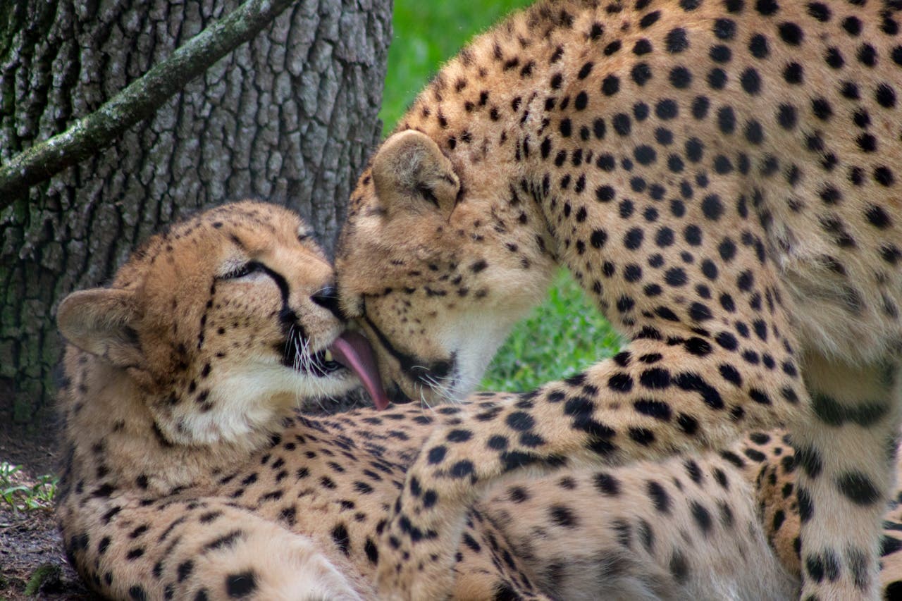 Central Florida Zoo & Botanical Gardens Ticket
