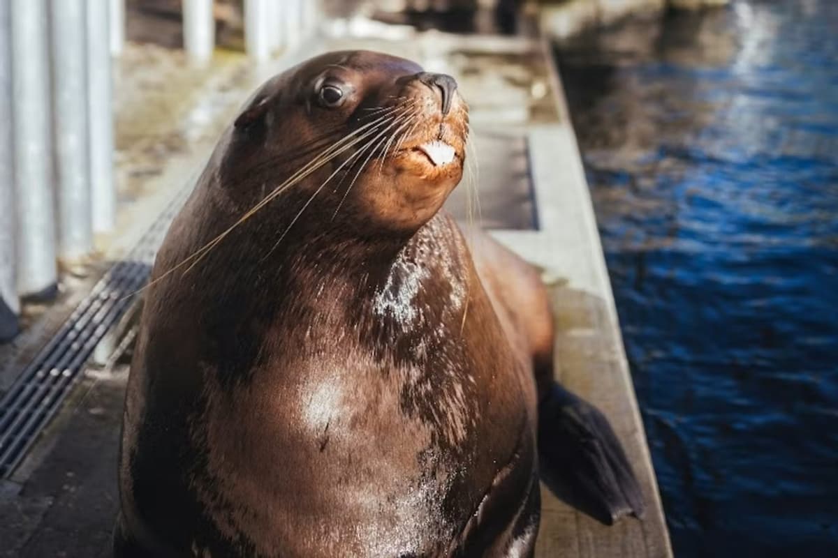 Vancouver Aquarium Ticket