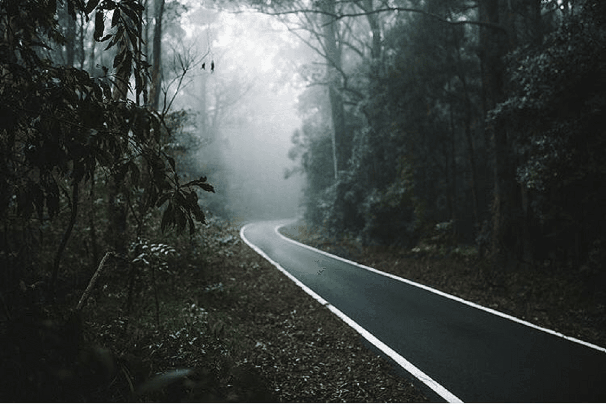 Springbrook National Park Night Tour