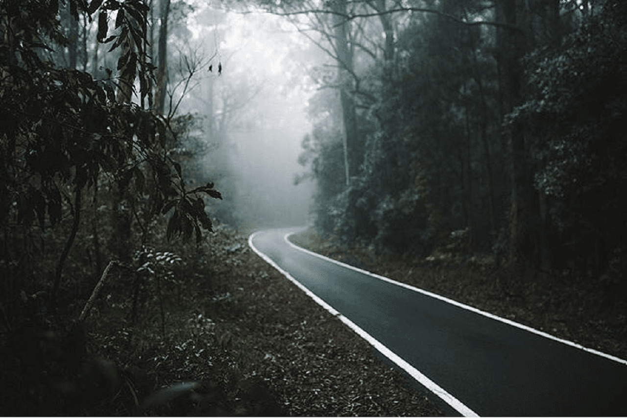 Springbrook National Park Night Tour