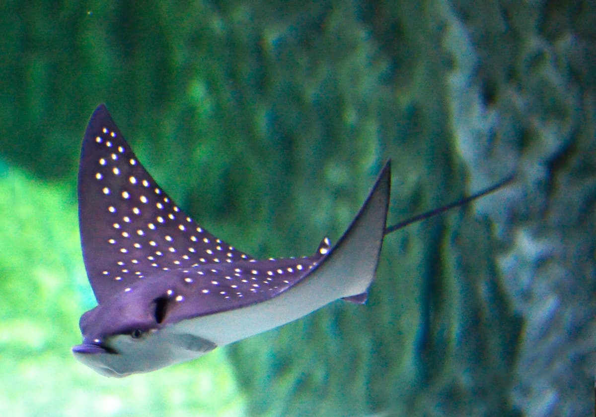 Chiang Mai Zoo Aquarium