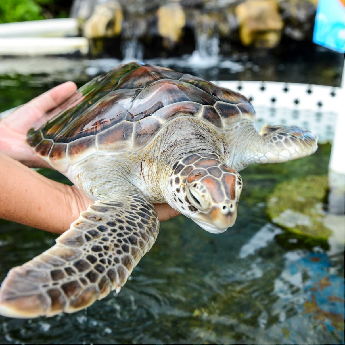 Sea Life Park Hawaii
