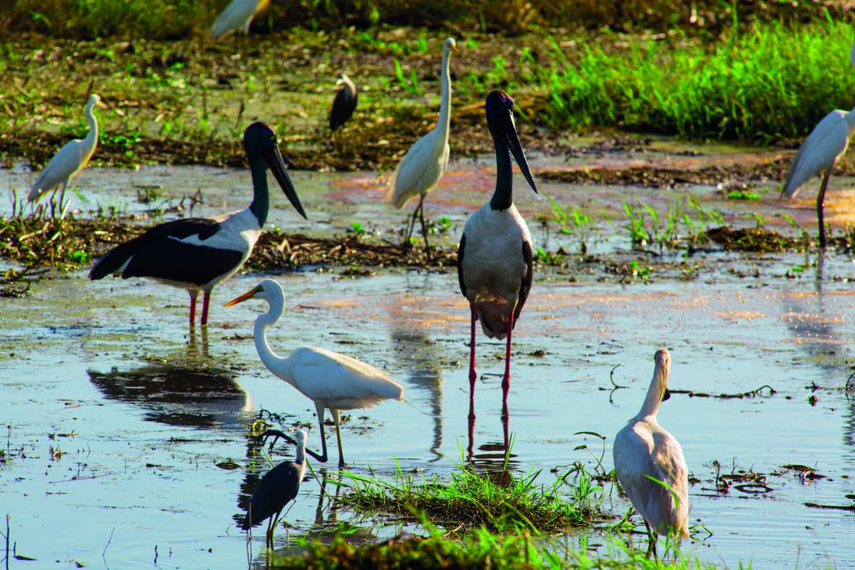 Litchfield National Park and Waterfalls Tour from Darwin