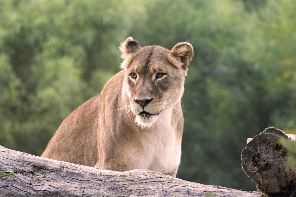 San Diego Zoo Safari Park Ticket