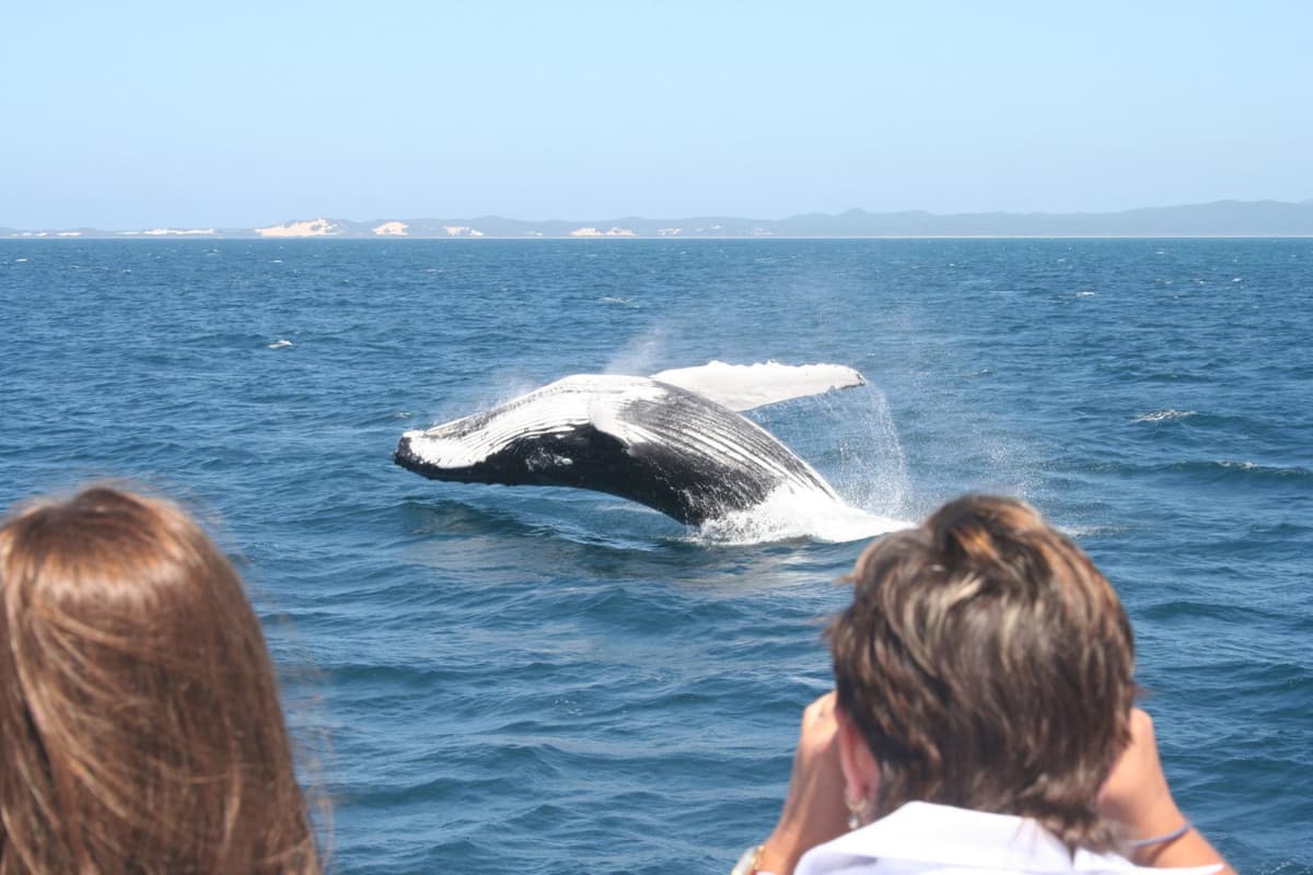 Moreton Bay Whale Watching