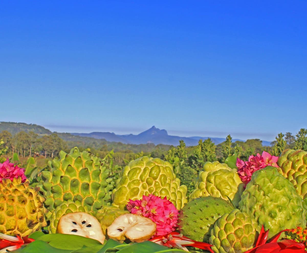 Byron Bay and Tropical Fruit World Tour
