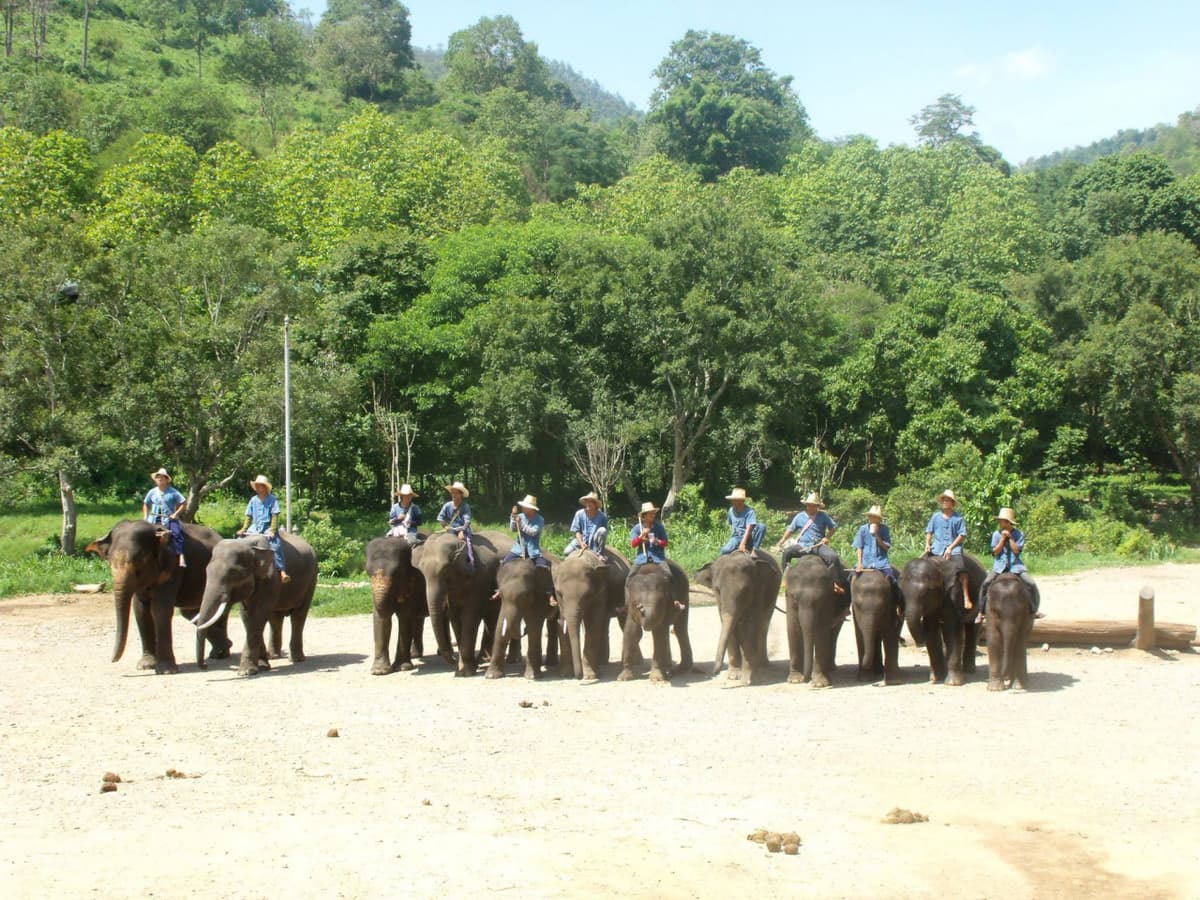 Maesa Elephant Camp