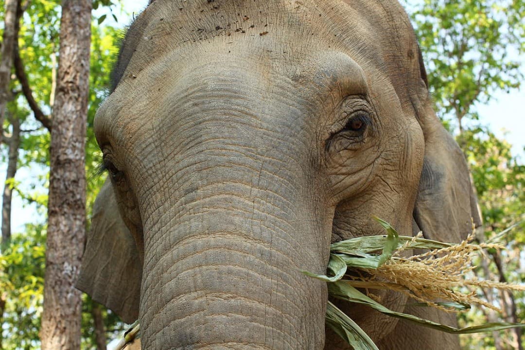 Elephant Jungle Sanctuary Chiang Mai