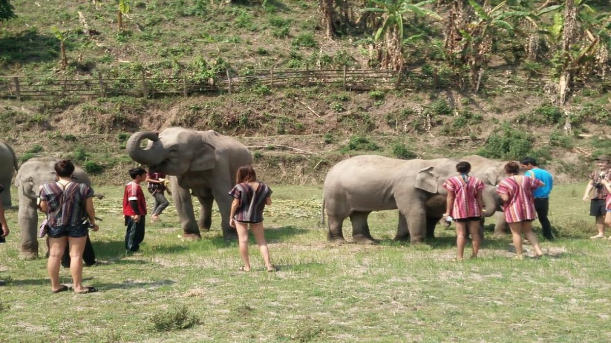 Elephant Jungle Sanctuary Chiang Mai