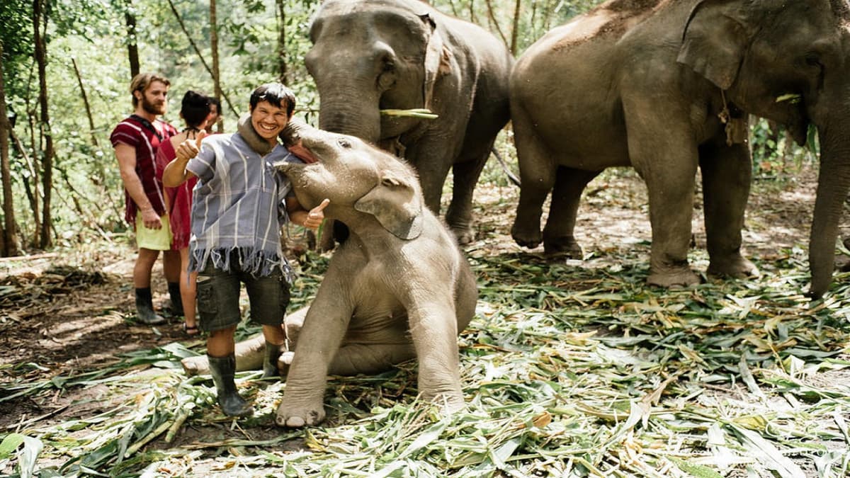 Elephant Jungle Sanctuary Chiang Mai