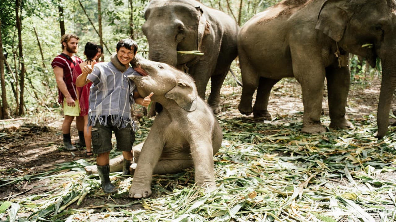 Elephant Jungle Sanctuary Chiang Mai