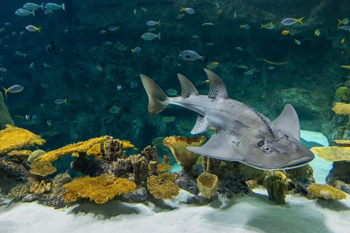 Seattle Aquarium Ticket