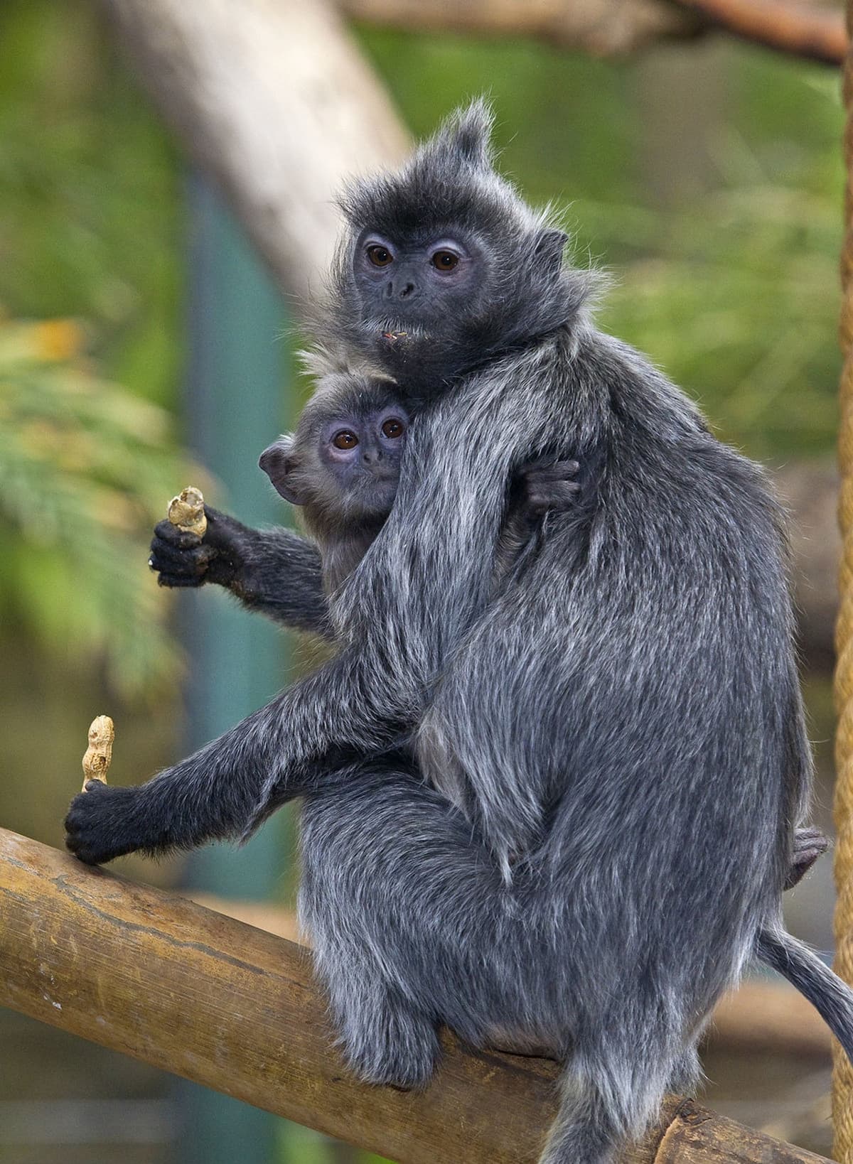 San Diego Zoo