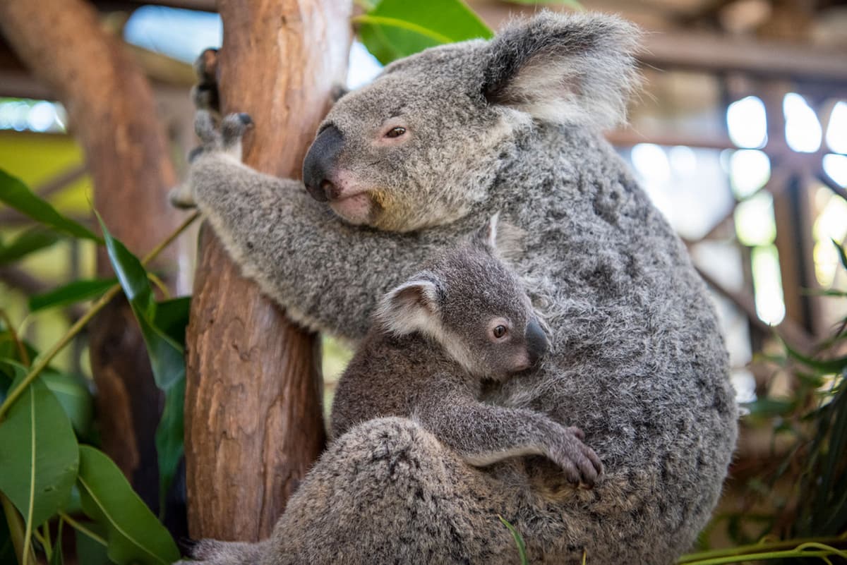 Kuranda Rainforestation Nature Park Full-Day Tour from Cairns