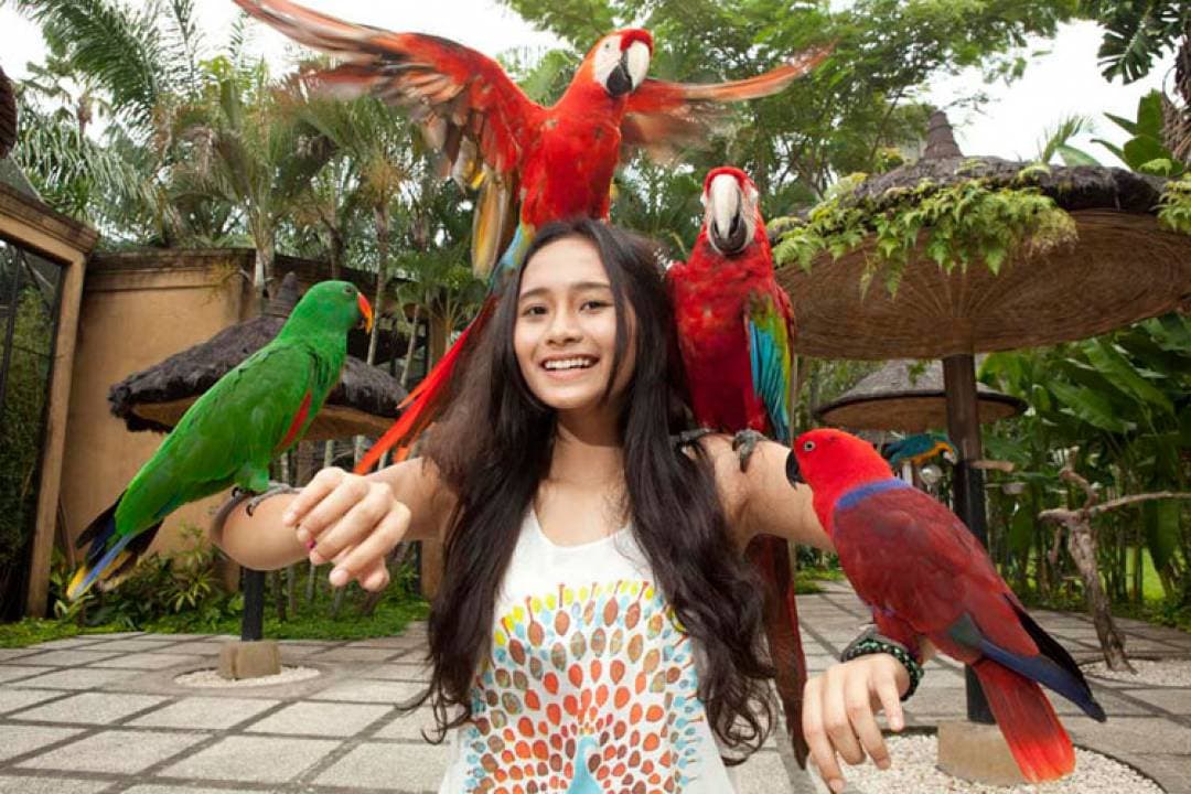 Bali Bird Park Ticket