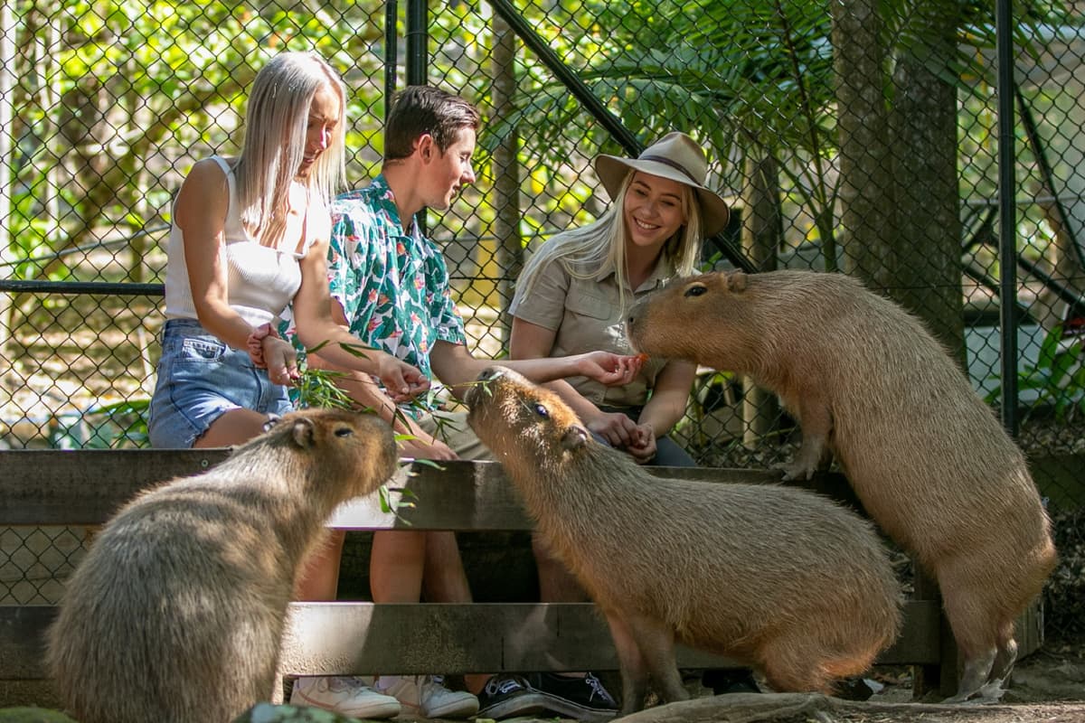 Currumbin Wildlife Sanctuary Ticket