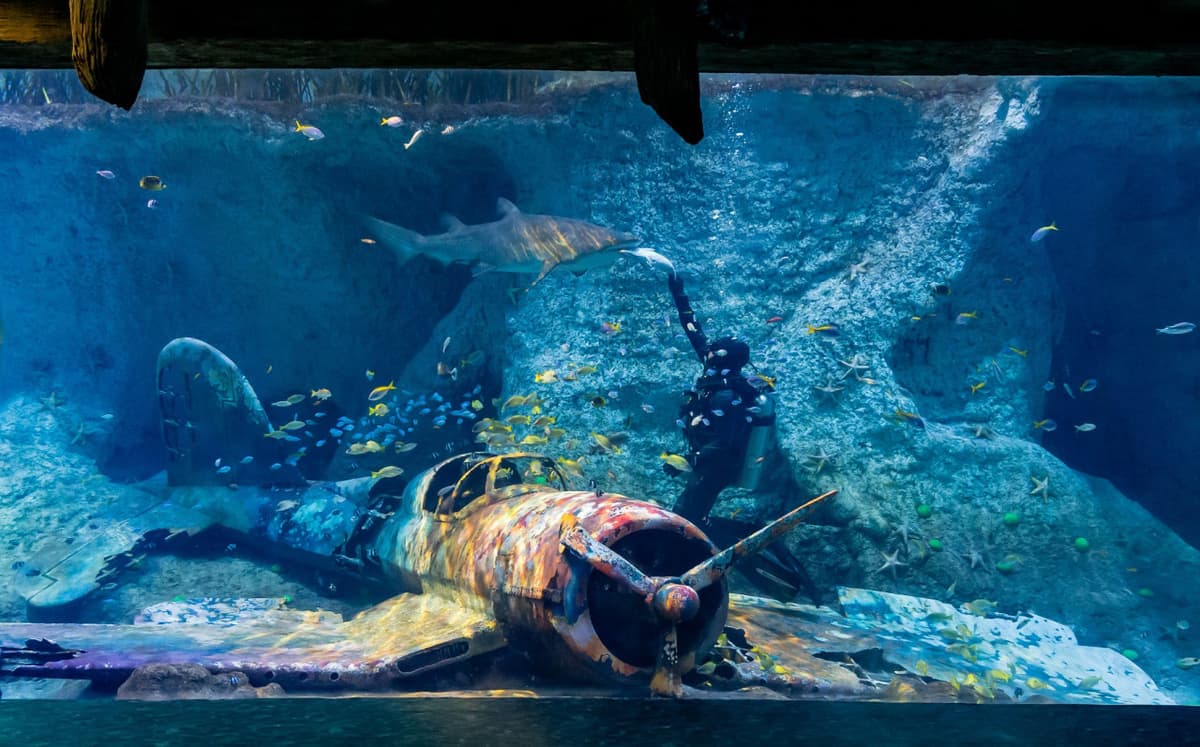 COMBO: The National Aquarium + Louvre Abu Dhabi Tickets