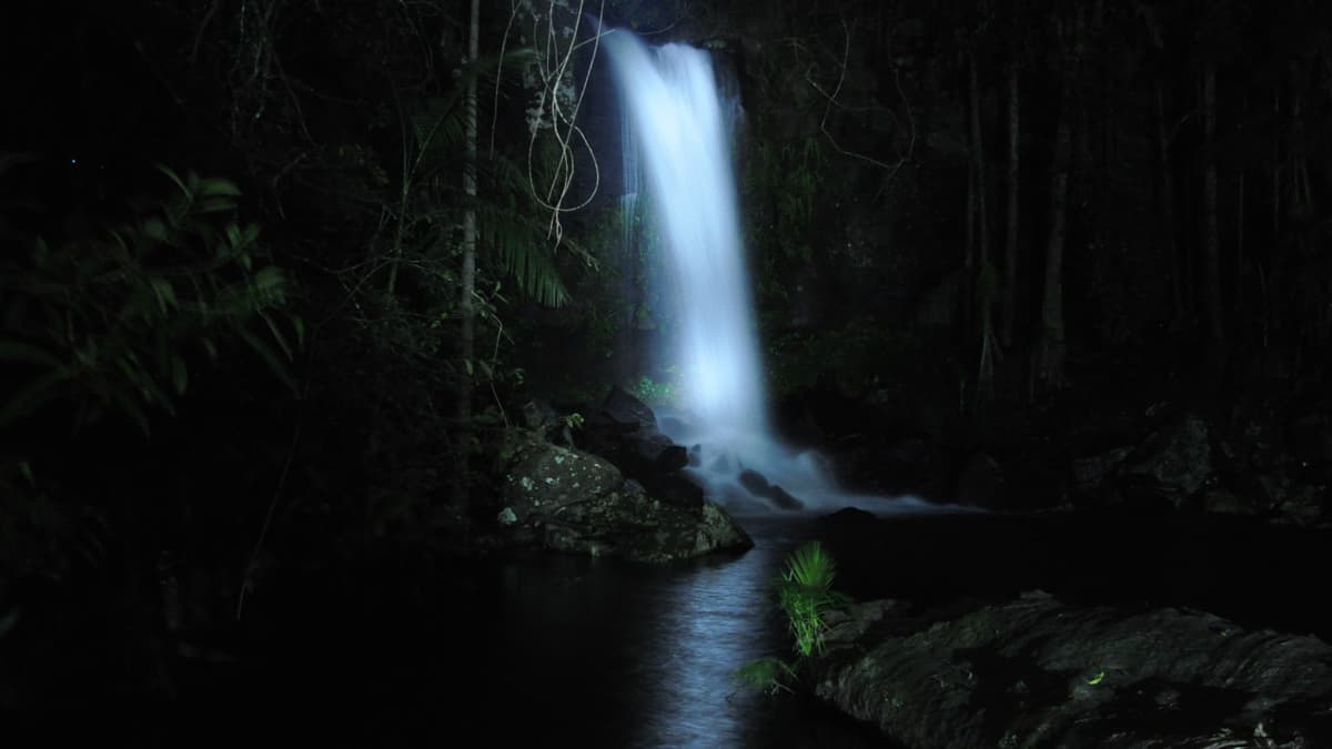 Guided Evening Rainforest Walk and Glow Worms Experience from Gold Coast