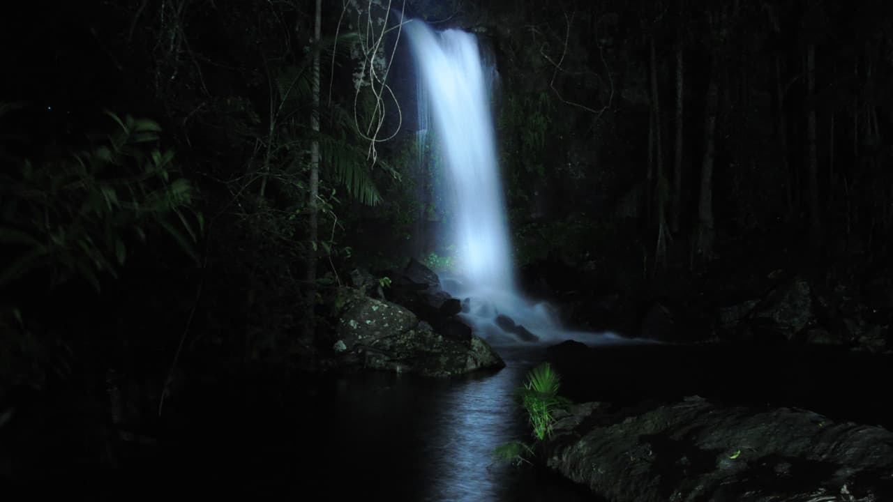 Guided Evening Rainforest Walk and Glow Worms Experience from Gold Coast