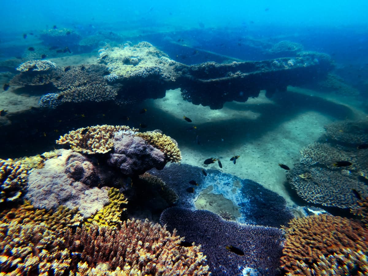 Tangalooma Wrecks & Dolphin Cruise Optional Round transfer from Brisbane City and Gold Coast