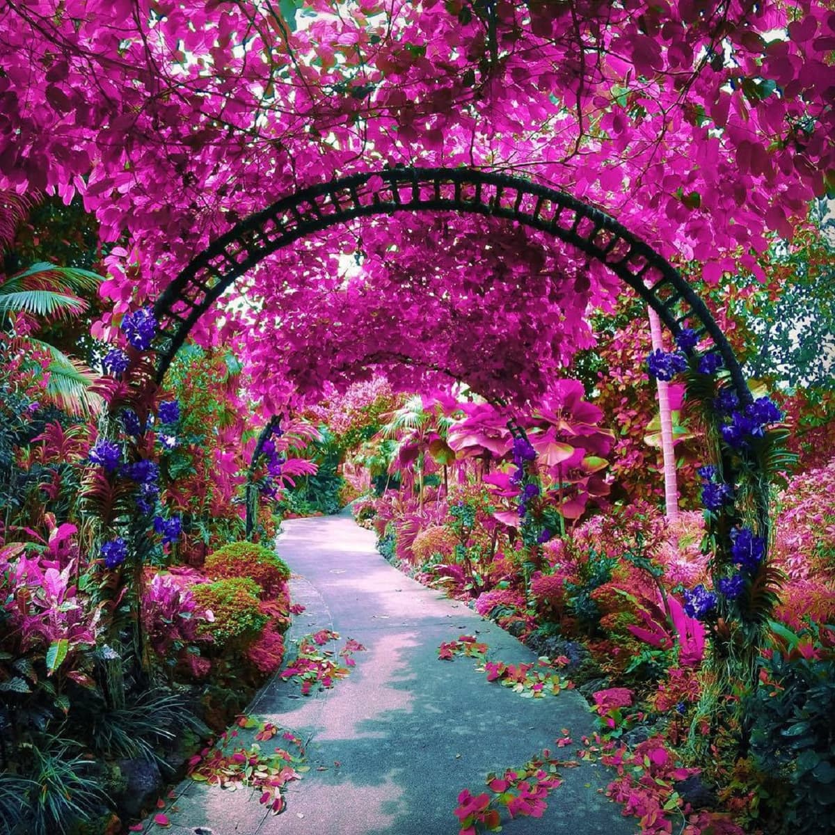 Merlion Park, National Orchid Garden, and Little India Tour