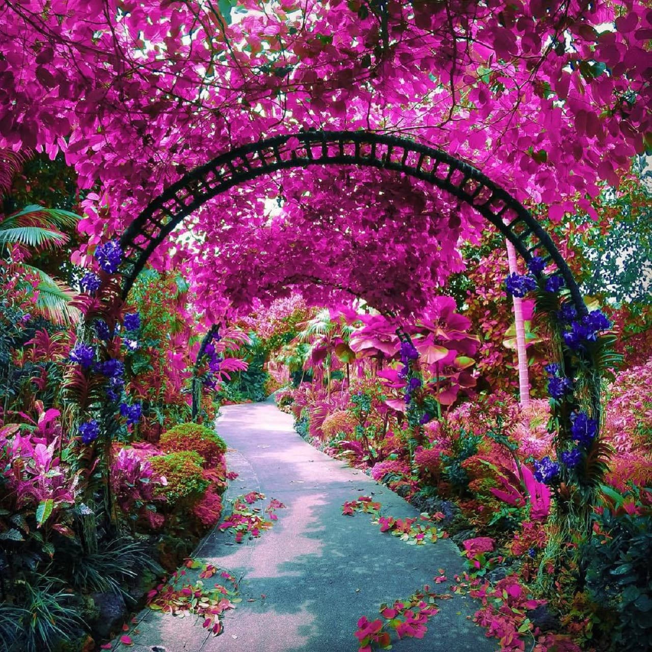 Merlion Park, National Orchid Garden, and Little India Tour