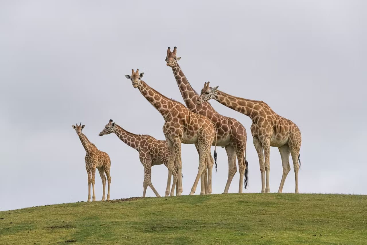 2-Visit Pass: San Diego Zoo + San Diego Zoo Safari Park Tickets