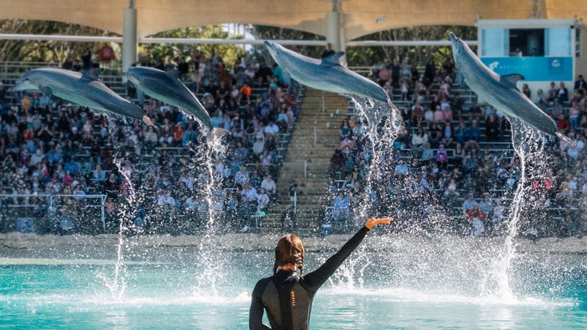 Sea World Gold Coast Ticket