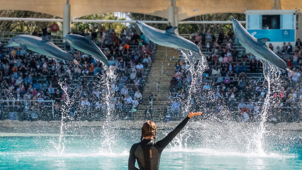 Sea World Gold Coast Ticket