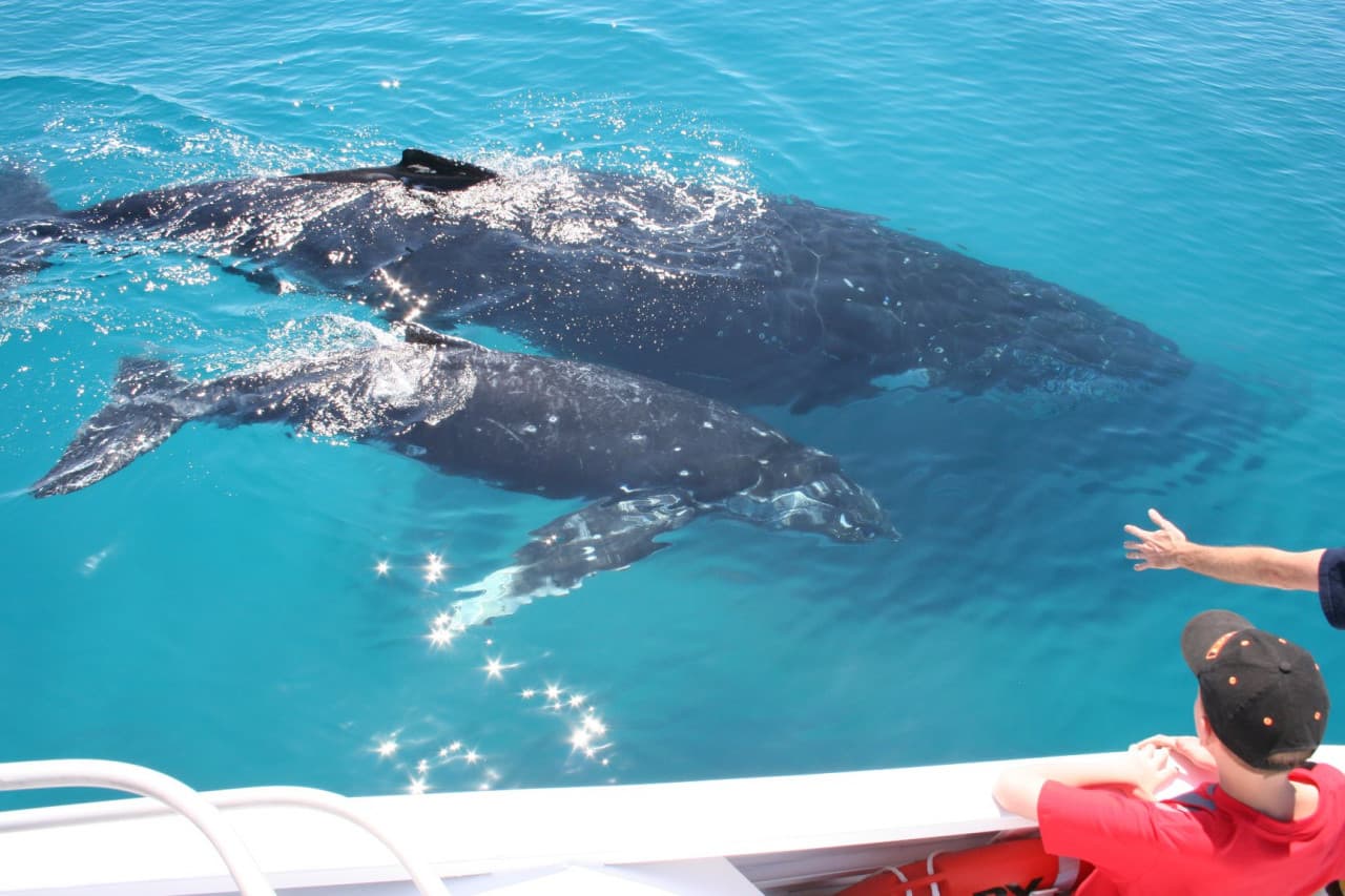 Moreton Bay Whale Watching