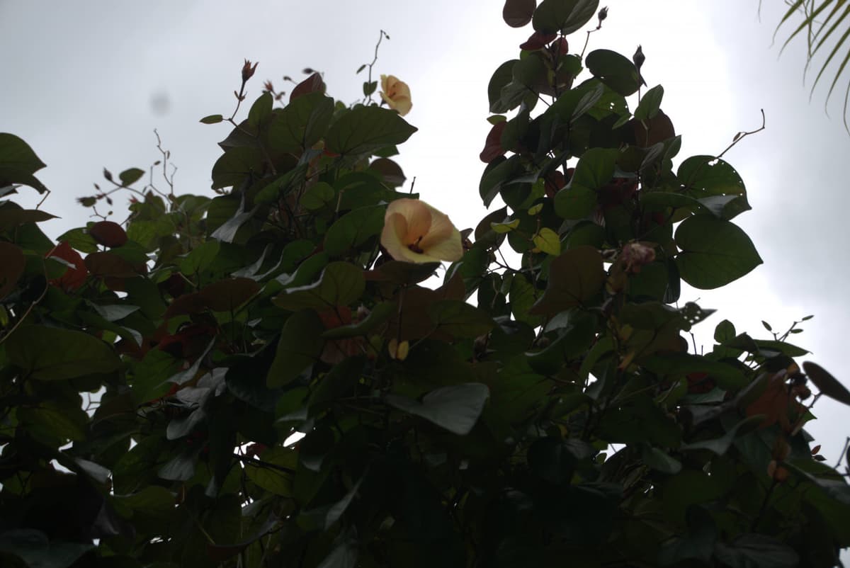 Desaru Riverside Garden Guided Walk