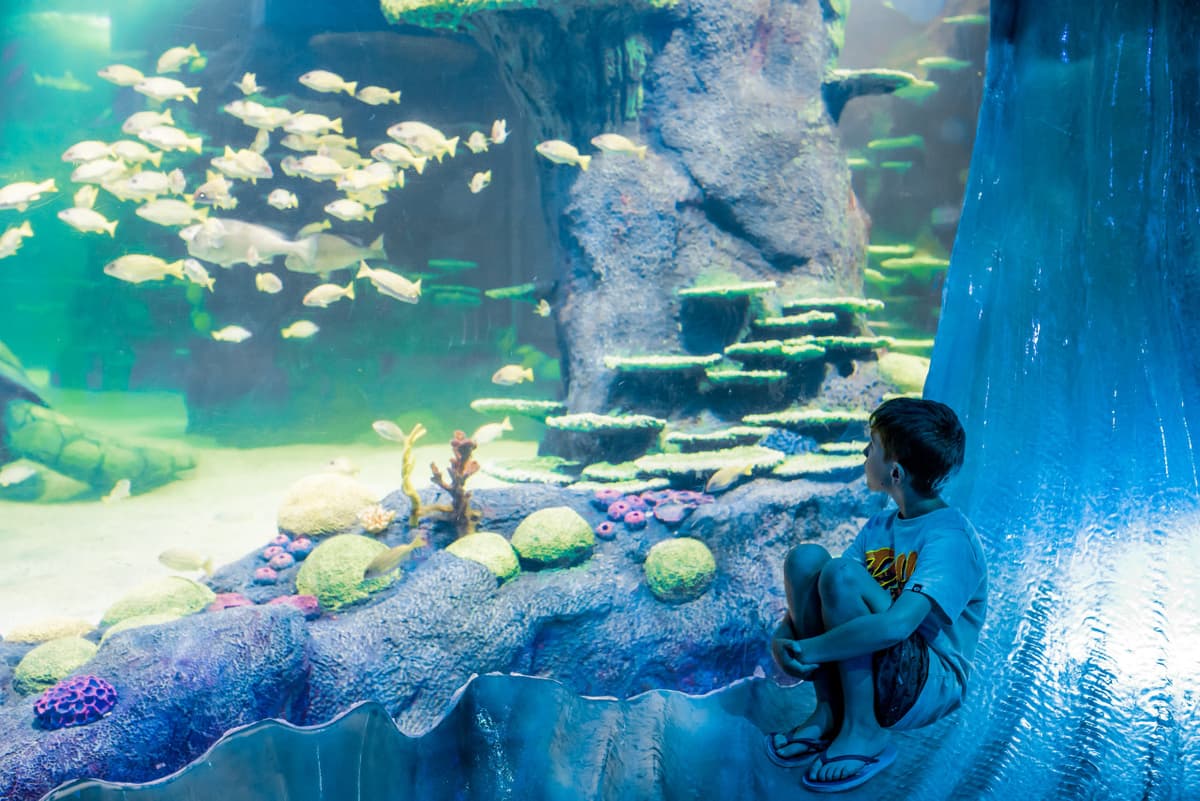 Sydney Multi-Attraction Pass