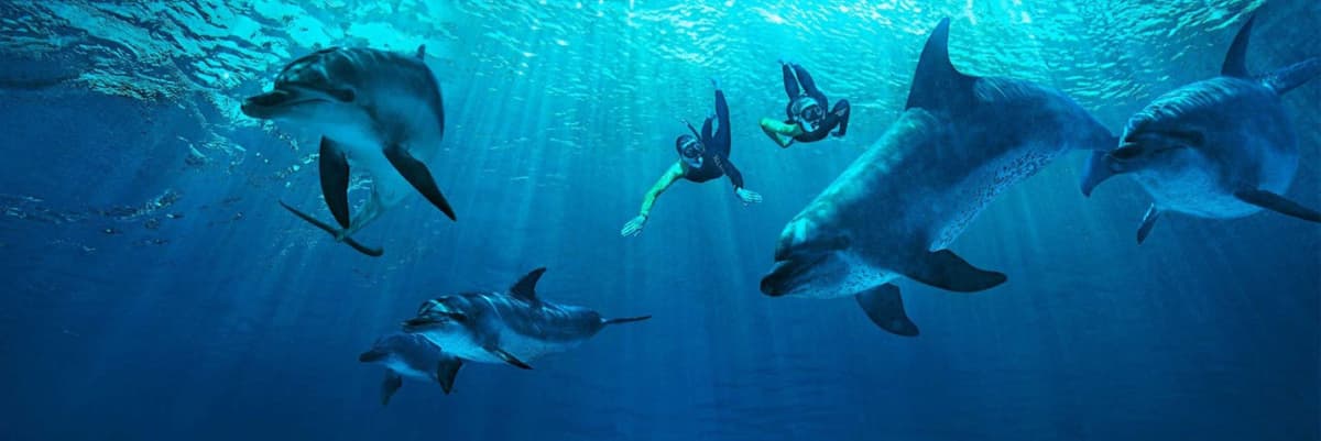 Atlantis Aquaventure World Dubai - Dolphin and Sea Lion Experiences at Atlas Village