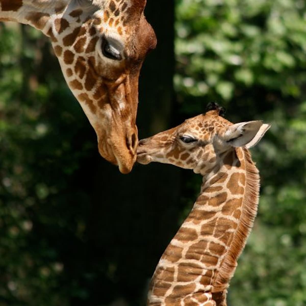 ARTIS Royal Zoo