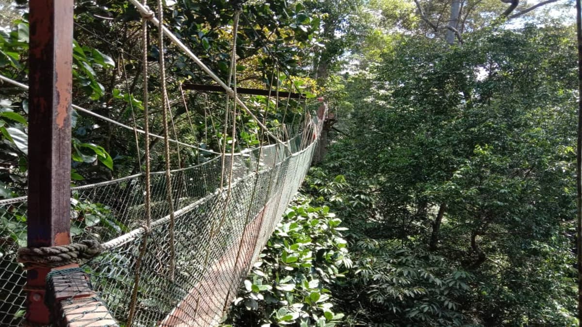 Taman Negara National Park Tour from Kuala Lumpur