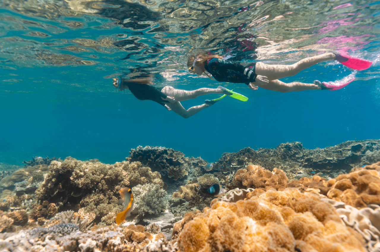 Great Barrier Reef Pontoon Full-Day Tour at Moore Reef