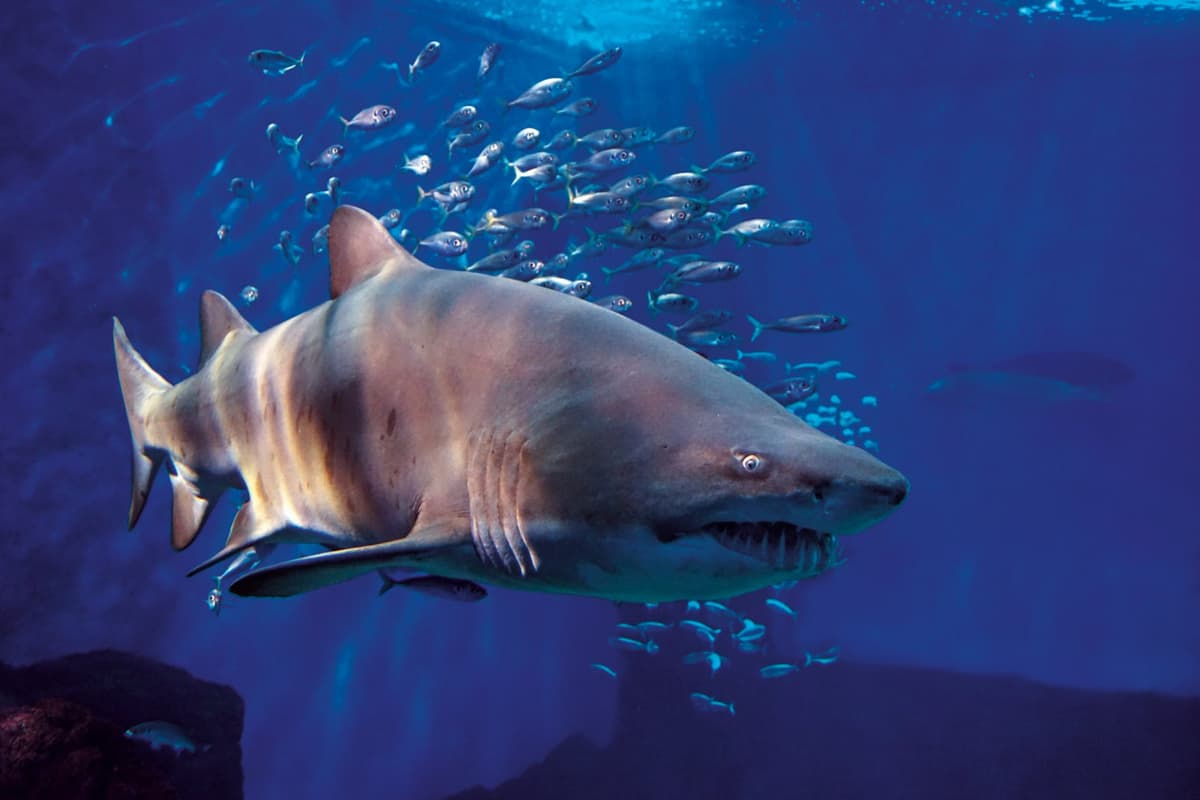 Seville Aquarium Ticket