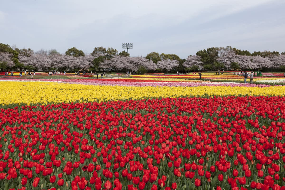 Kintetsu Rail Pass - Train & Bus Pass in Osaka, Nara, Kyoto, Mie (Ise Shima), Nagoya
