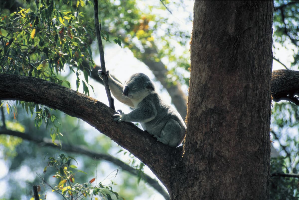 Currumbin Wildlife Sanctuary Ticket