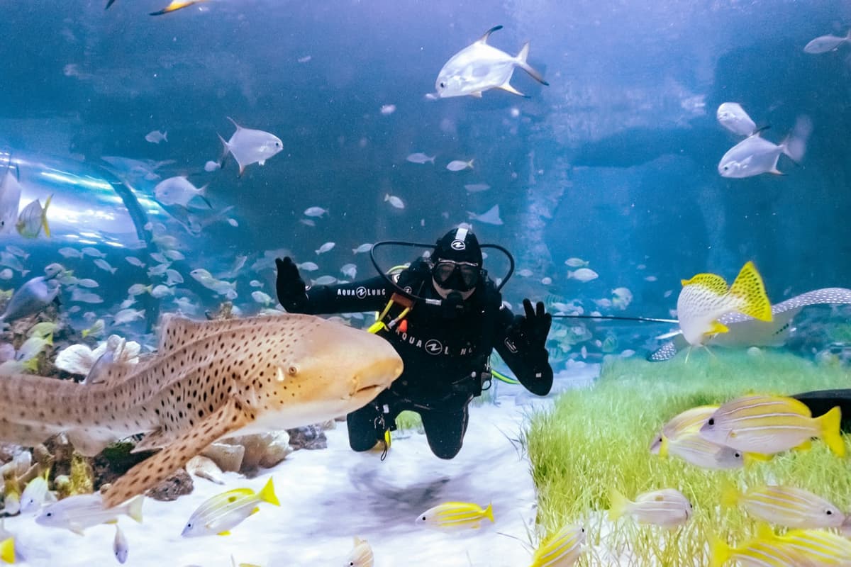 The National Aquarium Abu Dhabi Ticket