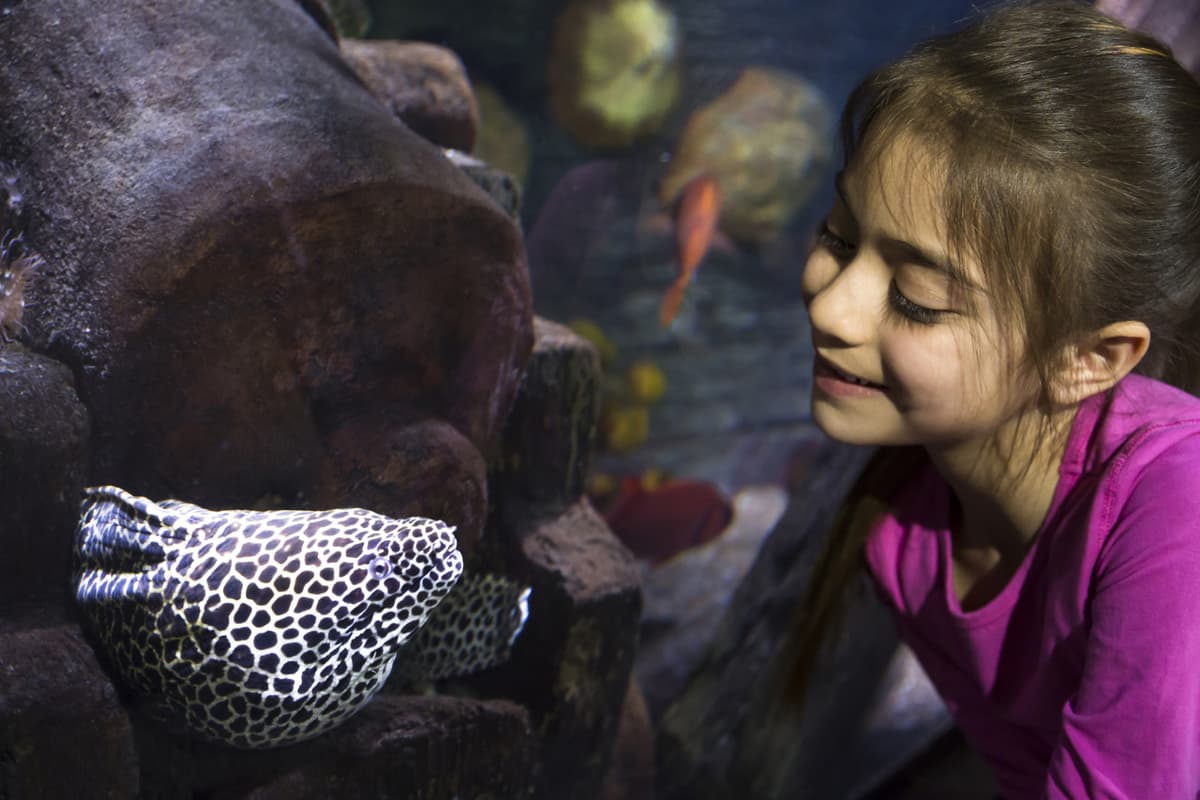 SEA LIFE Hannover Aquarium Ticket