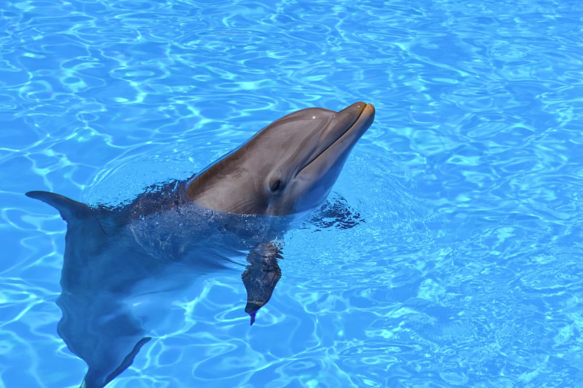 Pingtung National Museum of Marine Biology and Aquarium Ticket