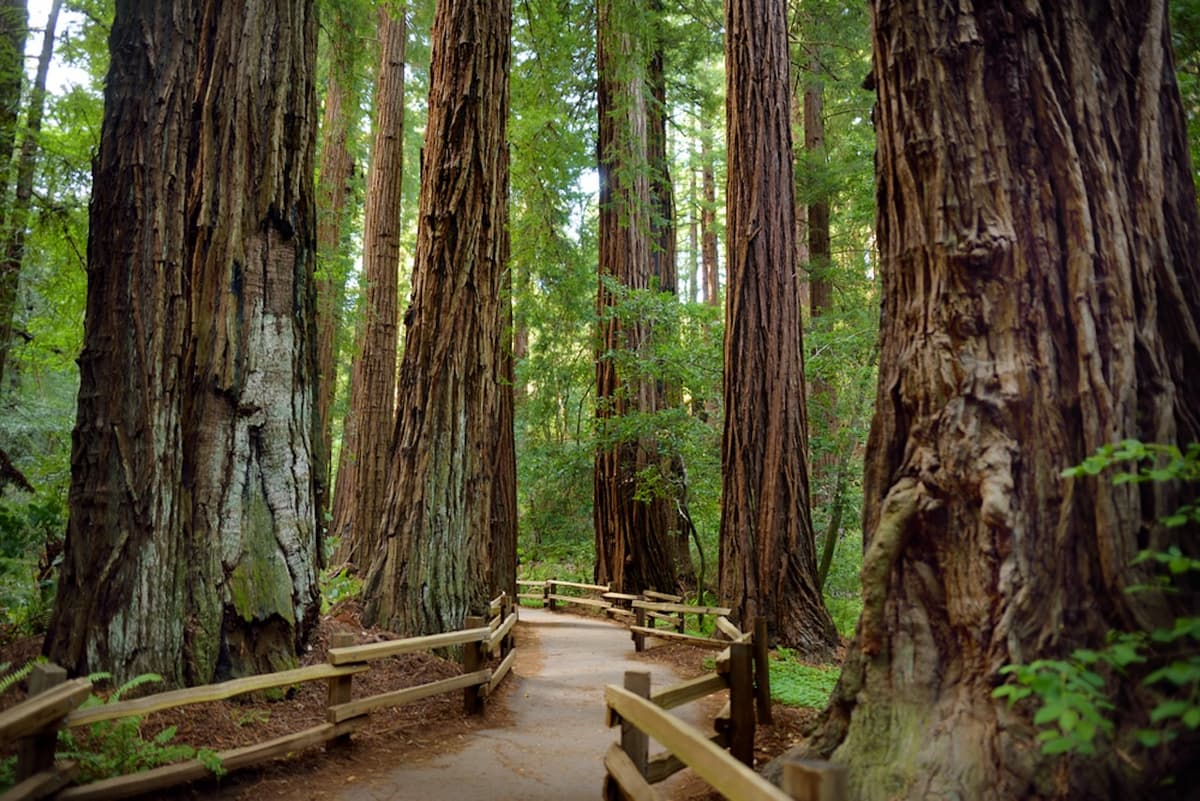 Muir Woods and Sausalito Tour from San Francisco