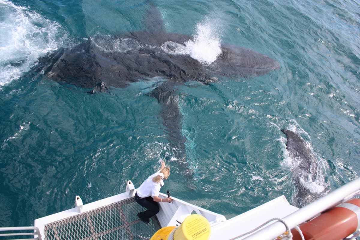 Moreton Bay Whale Watching