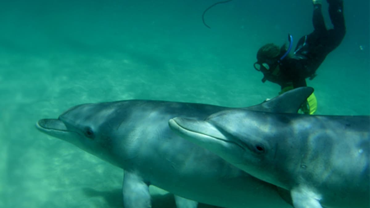 Swim with Wild Dolphins Experience at Rockingham