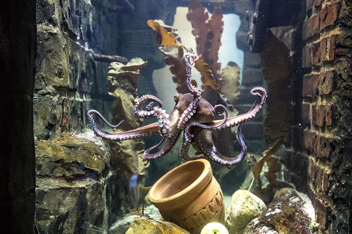 SEA LIFE Oberhausen Aquarium Ticket